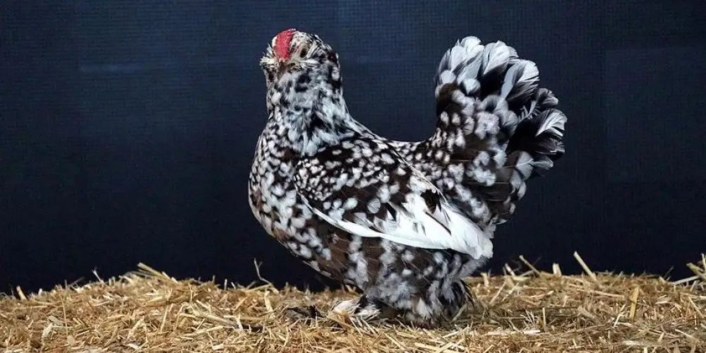 Süs Tavukçuluğu Nedir? Süs Tavukları Bakımı ve Avantajları