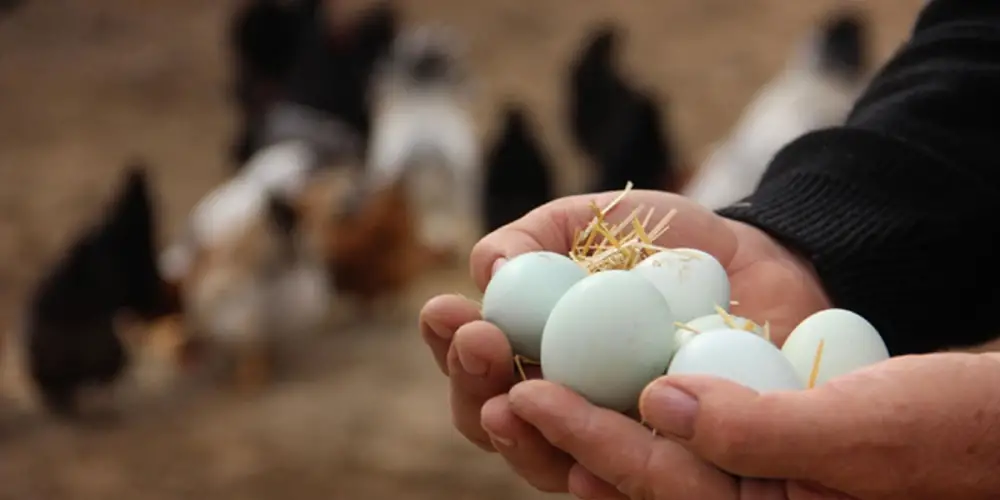 Yumurta Üretimi Nedir?