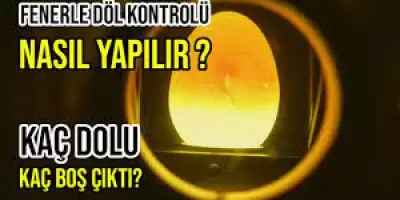 Döl Kontrolü Nasıl Yapılır?