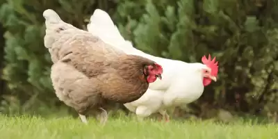 Tavuklarda Hırıltı Neden Olur?