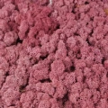 Reindeer moss PİNK şoklanmış norveç yosunu (250GR)