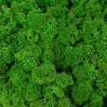 Reindeer moss FOREST şoklanmış norveç yosunu (250GR)