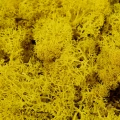Reindeer moss SARI şoklanmış norveç yosunu (250GR)