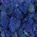 Reindeer moss MAVİ şoklanmış norveç yosunu (250GR)