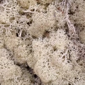 Reindeer moss BEYAZ şoklanmış norveç yosunu (30GR)