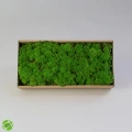 Reindeer moss MEDİUM şoklanmış norveç yosunu (30GR)
