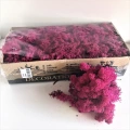 Reindeer moss MÜRDÜM şoklanmış norveç yosunu (30GR)