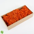 Reindeer moss TURUNCU şoklanmış norveç yosunu (30GR)
