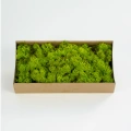 Reindeer moss LİME şoklanmış norveç yosunu (30GR)
