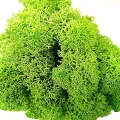 Reindeer moss spring green şoklanmış norveç yosunu 5 kg