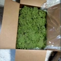 Reindeer moss forest green şoklanmış norveç yosunu 5 kg