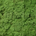 Reindeer moss forest green şoklanmış norveç yosunu 5 kg