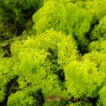 Reindeer moss lime green şoklanmış norveç yosunu 5 kg