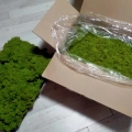 Reindeer moss lime green şoklanmış norveç yosunu 5 kg