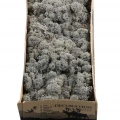Reindeer moss ANTRASİT şoklanmış norveç yosunu