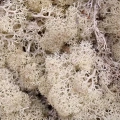 Reindeer moss beyaz şoklanmış norveç yosunu