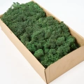 Reindeer moss dark green şoklanmış norveç yosunu