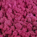 Reindeer moss erica(mürdüm) şoklanmış norveç yosunu