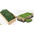 Reindeer moss forest green-dark green 2li set şoklanmış norveç yosunu