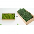 Reindeer moss lime green-dark green 2li set şoklanmış norveç yosunu