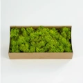 Reindeer moss lime green şoklanmış norveç yosunu