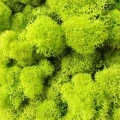 Reindeer moss lime green şoklanmış norveç yosunu 4 kg