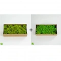 Reindeer moss lime green-spring green 2li set şoklanmış norveç yosunu