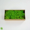 Reindeer moss lime green-spring green 2li set şoklanmış norveç yosunu