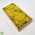 Reindeer moss mavi-sarı 2li set şoklanmış norveç yosunu