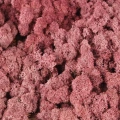 Reindeer moss ROZE(GÜL) şoklanmış norveç yosunu
