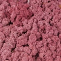 Reindeer moss ROZE(GÜL) şoklanmış norveç yosunu