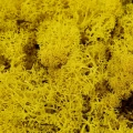 Reindeer moss sarı şoklanmış norveç yosunu
