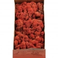 Reindeer moss SİENA şoklanmış norveç yosunu