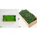 Reindeer moss spring green-dark green 2li set şoklanmış norveç yosunu