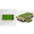 Reindeer moss spring green-forest green 2li set şoklanmış norveç yosunu
