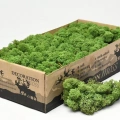 Reindeer moss spring green-forest green 2li set şoklanmış norveç yosunu