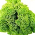 Reindeer moss spring green şoklanmış norveç yosunu