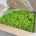 Reindeer moss spring green şoklanmış norveç yosunu 4 kg