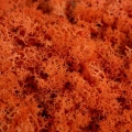 Reindeer moss turuncu şoklanmış norveç yosunu