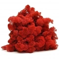Reindeer moss turuncu şoklanmış norveç yosunu