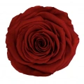 Rose Amor red-01 KOYU KIRMIZI şoklanmış solmaz gül XL 1 KUTU (6 ADET GÜL)