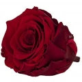 Rose Amor red-01 KOYU KIRMIZI şoklanmış solmaz gül XL 1 KUTU (6 ADET GÜL)