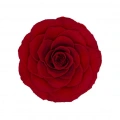 Rose Amor red-02 kırmızı şoklanmış solmaz gül XL 1 KUTU (6 ADET GÜL)