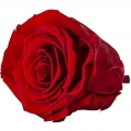 Rose Amor red-02 kırmızı şoklanmış solmaz gül XL 1 KUTU (6 ADET GÜL)