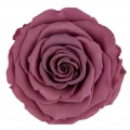 Rose Amor VİO-02 MENEKŞE RENGİ şoklanmış solmaz gül XL