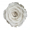 Rose Amor WHİ-04 BEYAZ şoklanmış solmaz gül XL 1 KUTU (6 ADET GÜL)