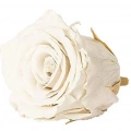Rose Amor WHİ-04 BEYAZ şoklanmış solmaz gül XL 1 KUTU (6 ADET GÜL)