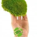 Top Yosun Şoklanmış Ort.500 Gr. Ballmoss Yosun Açık Yeşil