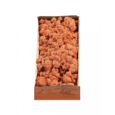 Reindeer moss MANGO şoklanmış norveç yosunu (250GR)