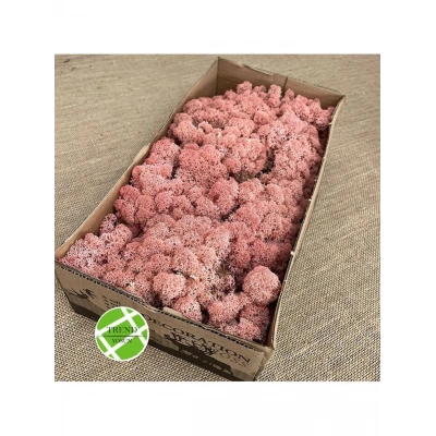 Reindeer moss PİNK şoklanmış norveç yosunu (250GR)